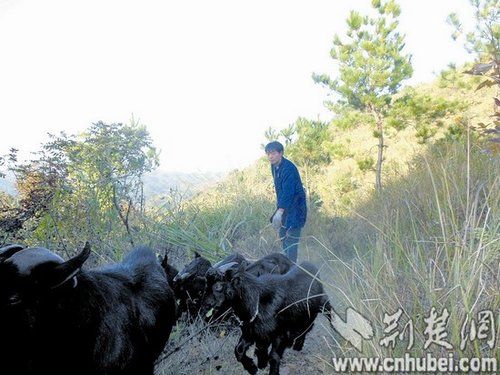楚天都市报讯 本报特约记者张立群 通讯员张立 万隆